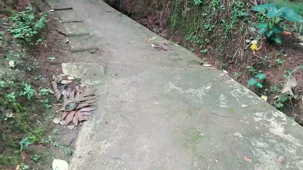 Kehidupan orang desa|| jalan gang diujung desa!! #video #nature #pedesaan 