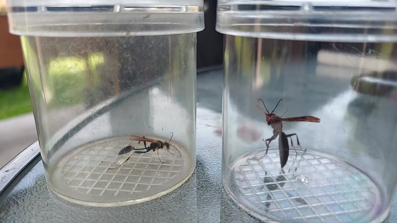 Paper wasp vs  Mud dauber!