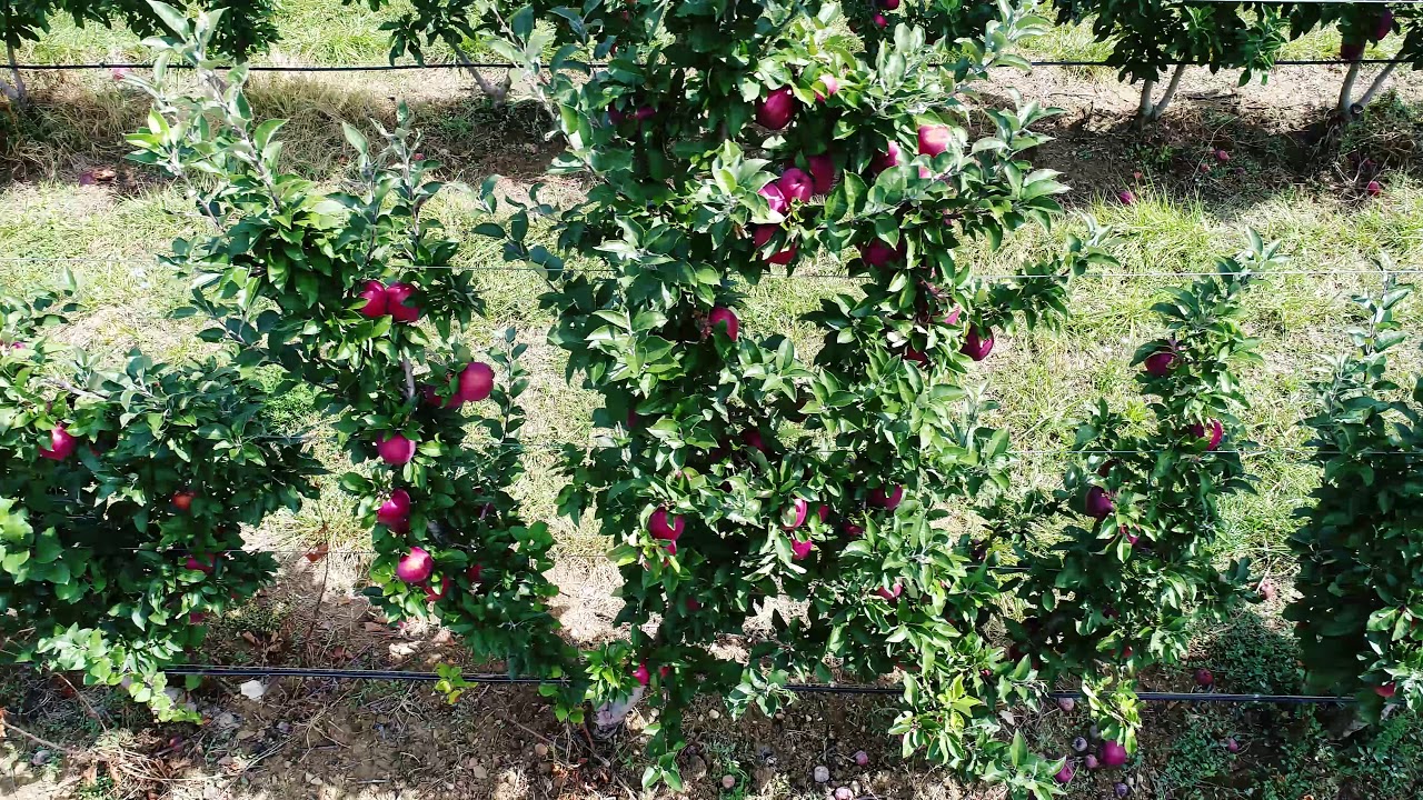 Apple orchards in Tuscany, Mugello