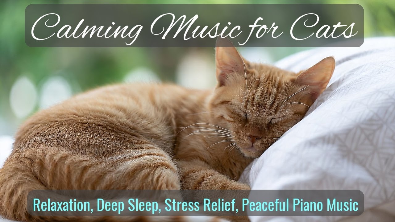 Calming Music for Cats - Relaxation, Deep Sleep, Stress Relief, Peaceful Piano Music | Season 43