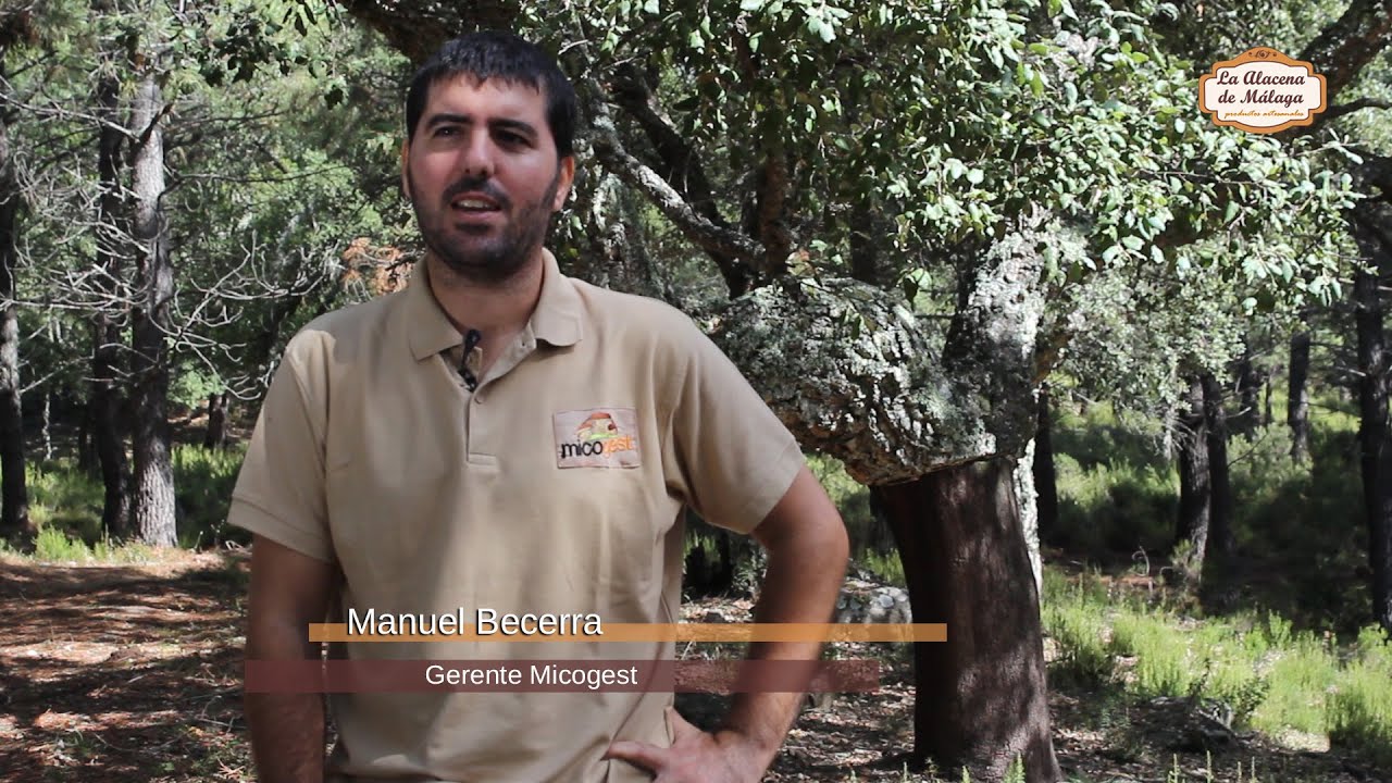 Temporada de Setas en la Serranía de Ronda (I) - Jornada Micológica con Micogest