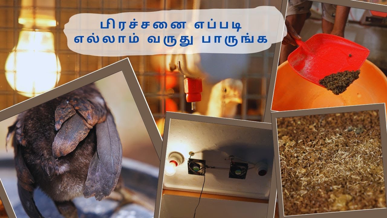 நான் செய்த சிறு தவறு 60 குஞ்சுகள் இழப்பு என்னன்னு தெரிஞ்சுக்கலாம் வாங்க