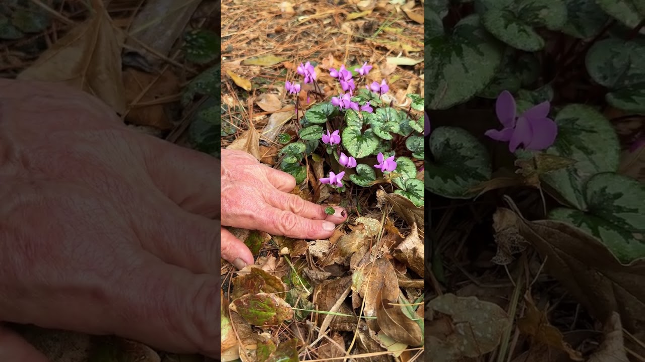 Очаровательный цикламен!