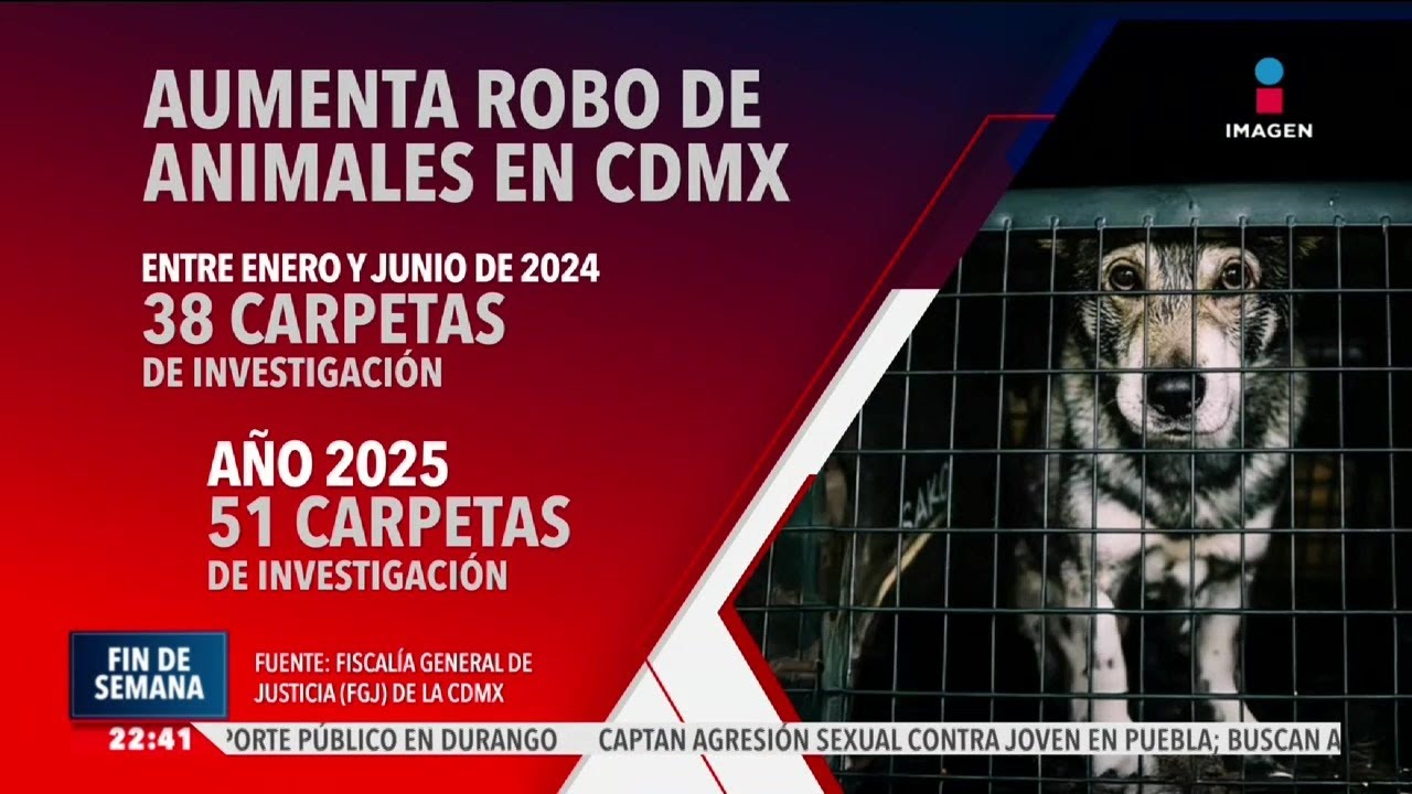 Aumenta el robo de mascotas en la CDMX; perros y gatos son las principales v&iacute;ctimas | Imagen