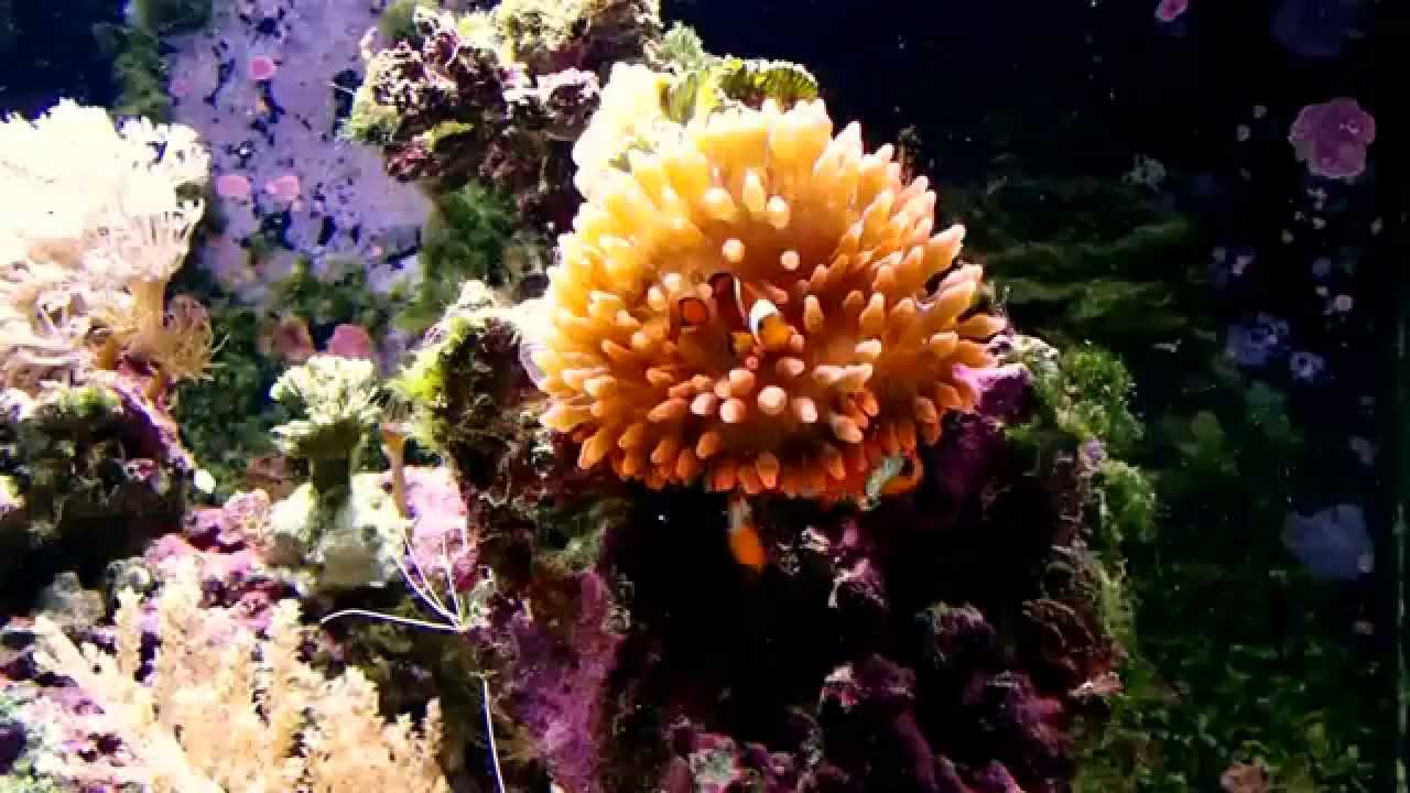 Clownfische in Anemone