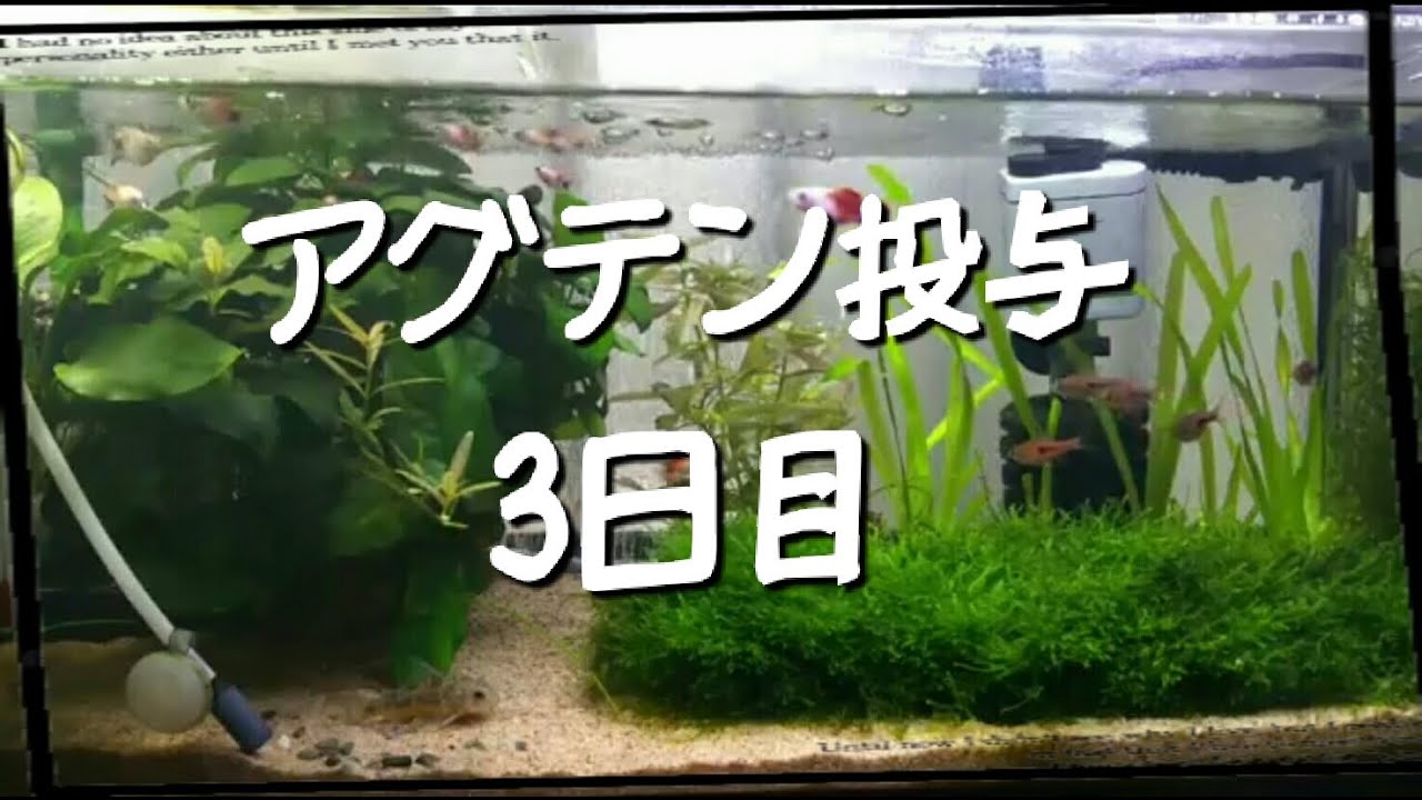 アグテン投与!!3日目