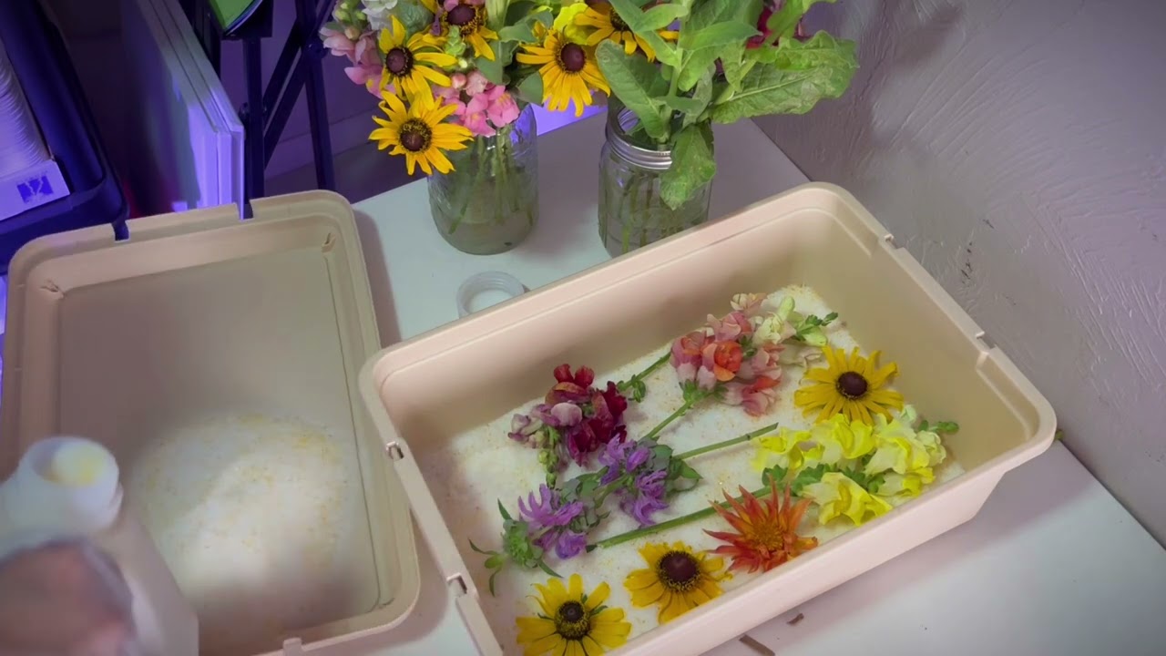 Drying flowers with Silica sand