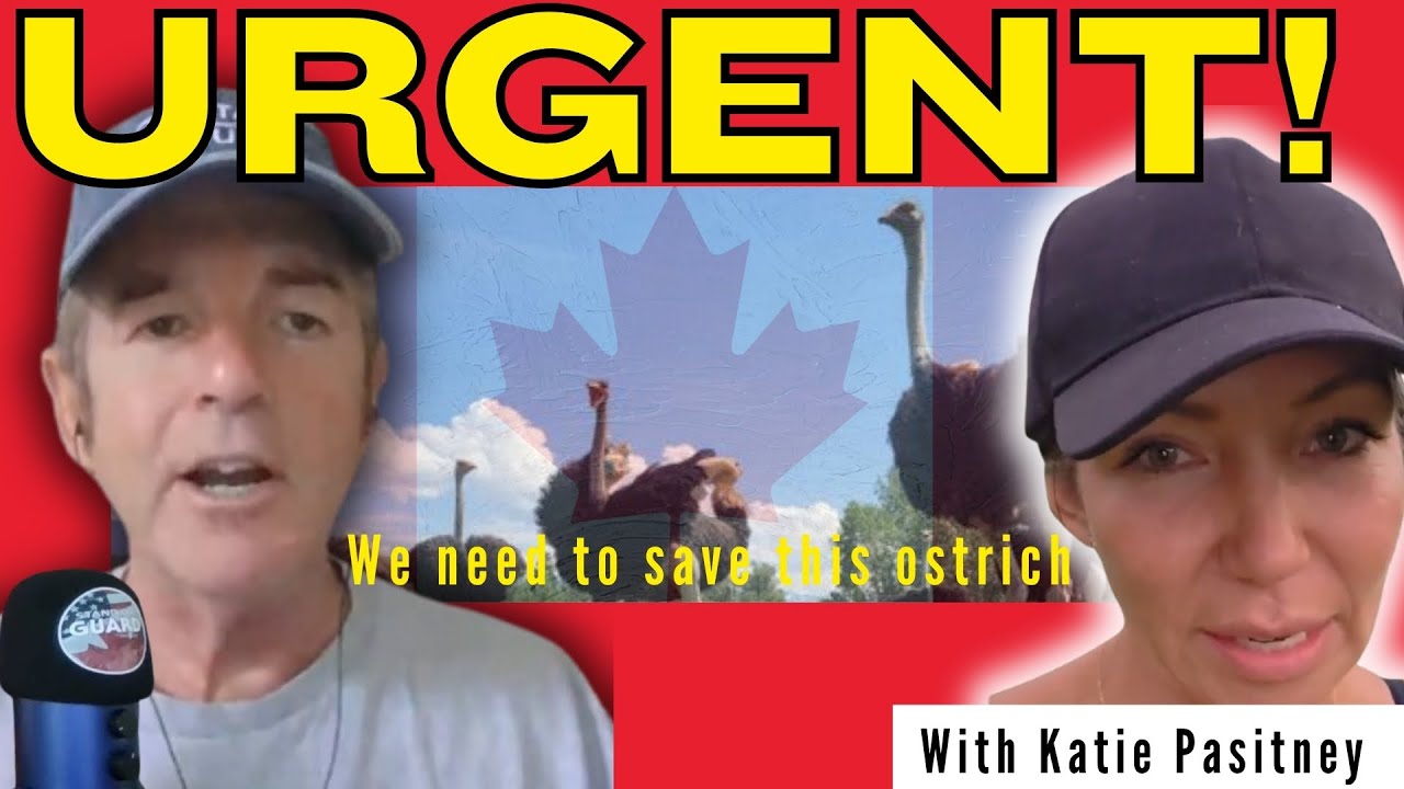 MAYDAY: CFIA продолжает сокращать поголовье | Будьте на страже