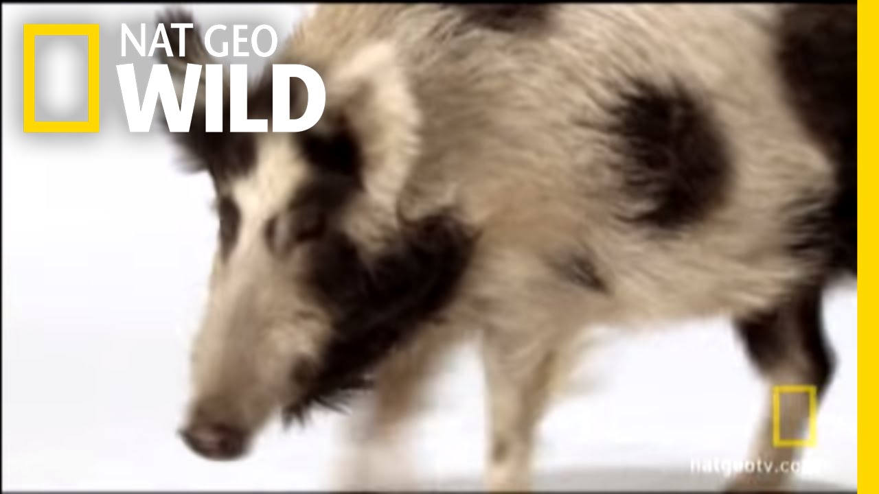 Canine Design | Nat Geo Wild