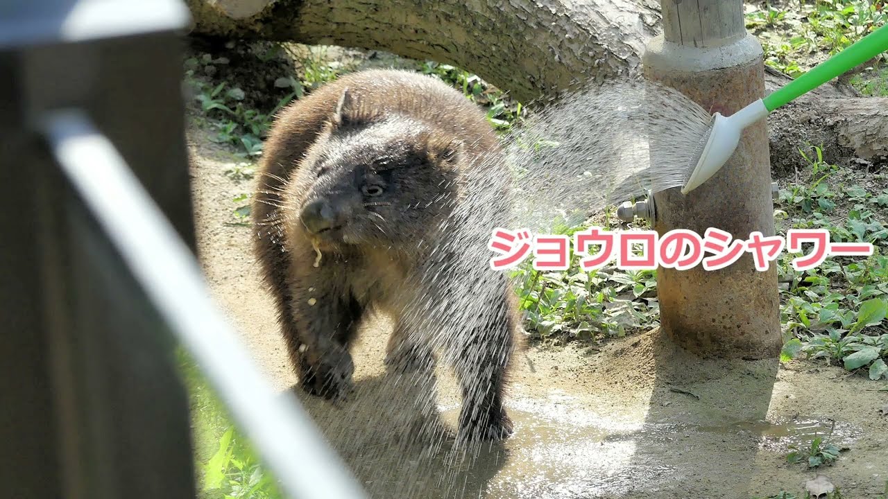 追悼：ウォンバットのコウくん 五月山動物園 Wombat