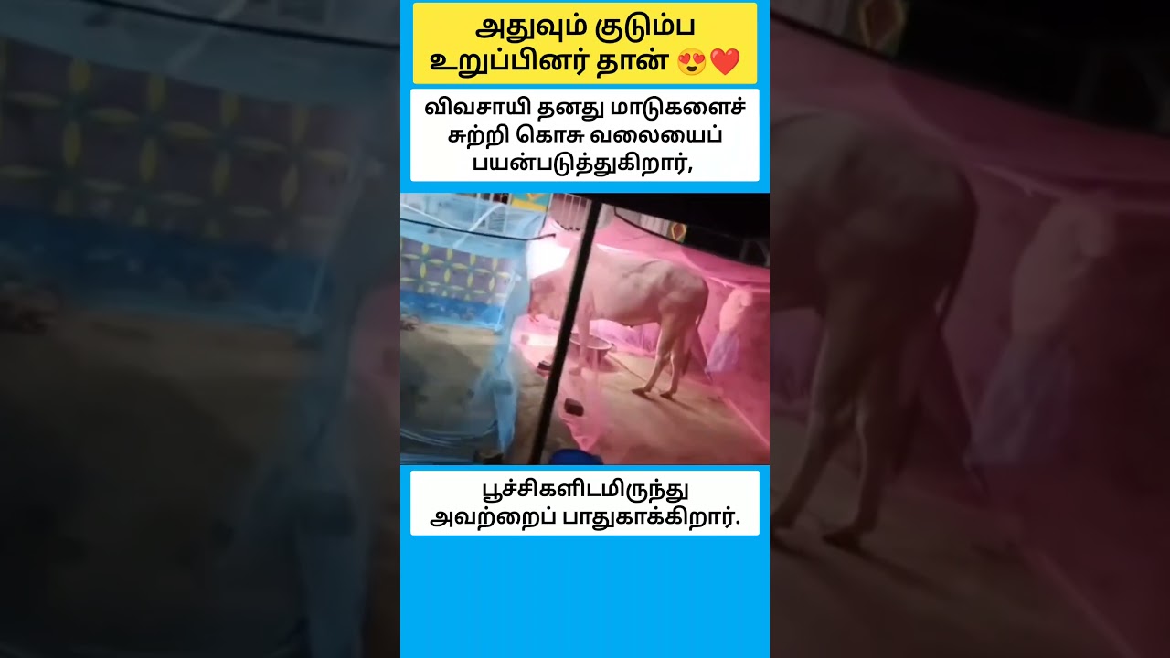 Farmer use Mosquito Net around his Cows to Protect them from Insects #shorts