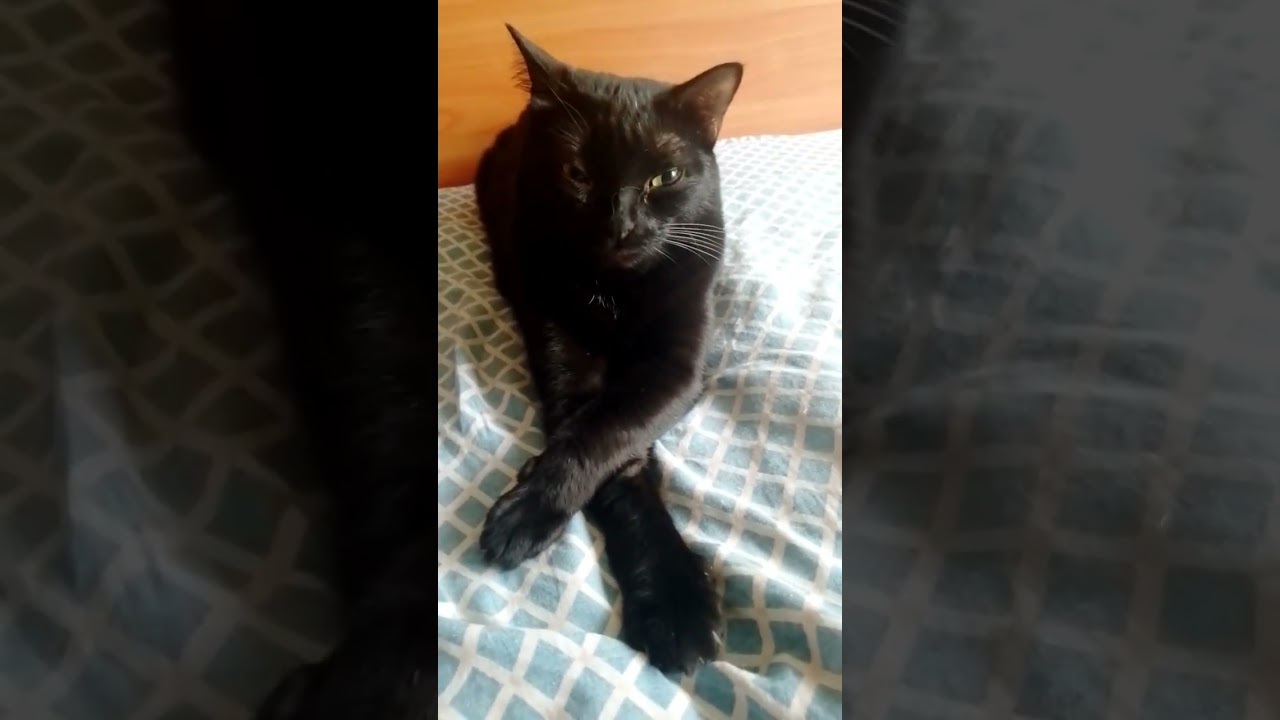 #осознанность #котофейка #рекомендации #cat #кот #прикольныекоты #котики #веселыекоты #memes #котик