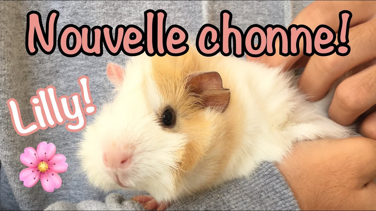 J'adopte un nouveau cochon d'Inde!