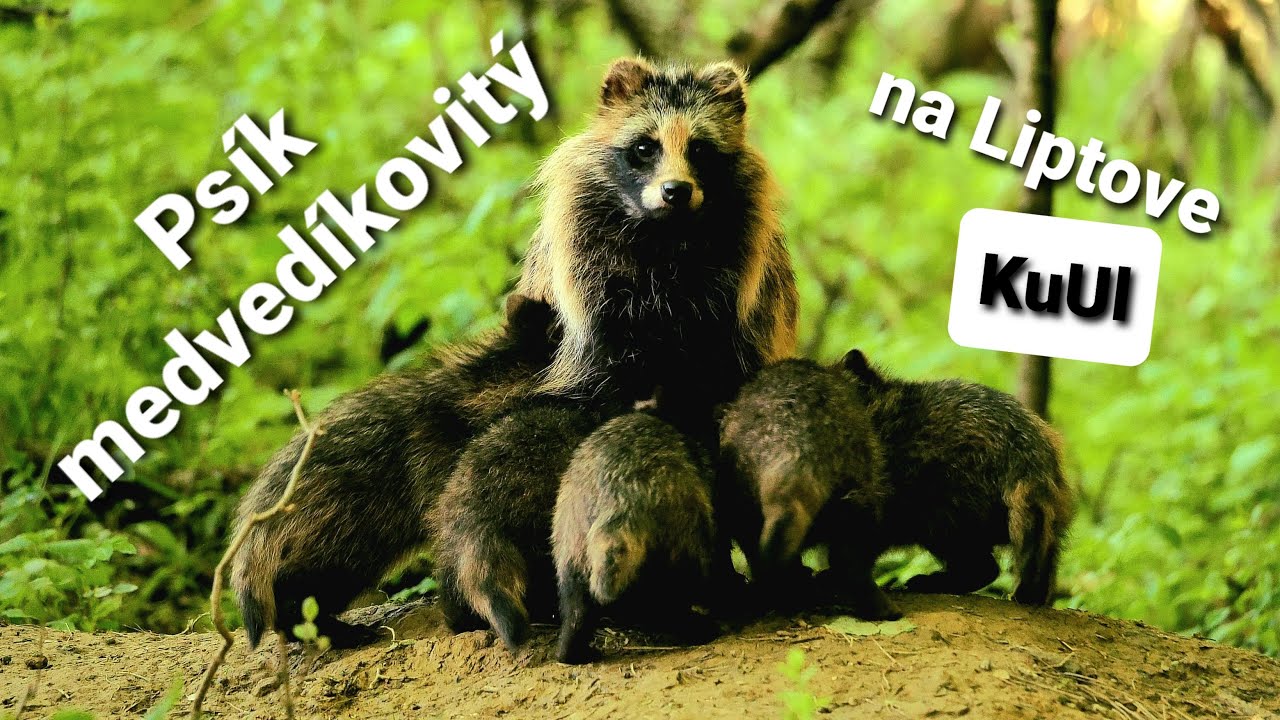 Psík medvedíkovitý