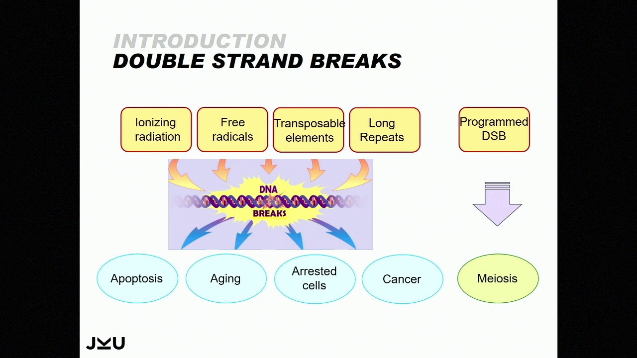 E10.2 Meiotic recombination, gene conversion and mutation
