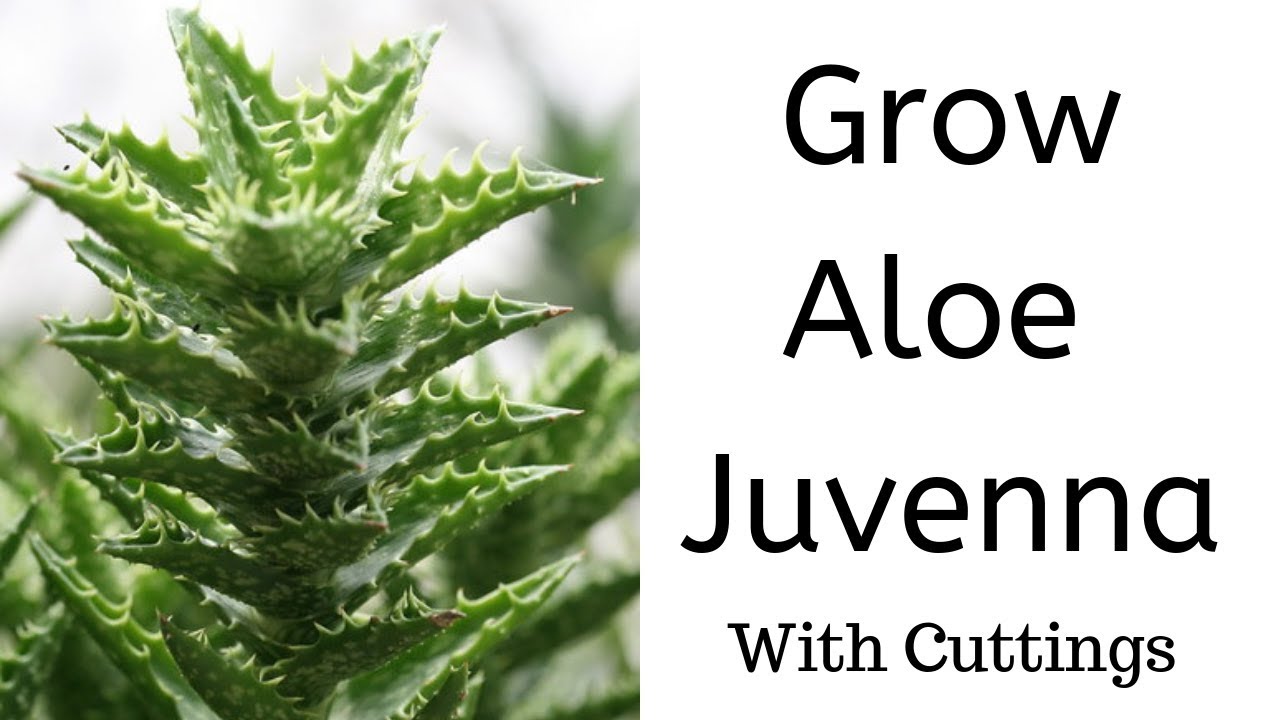 Propagate Aloe Juvenna from Cuttings