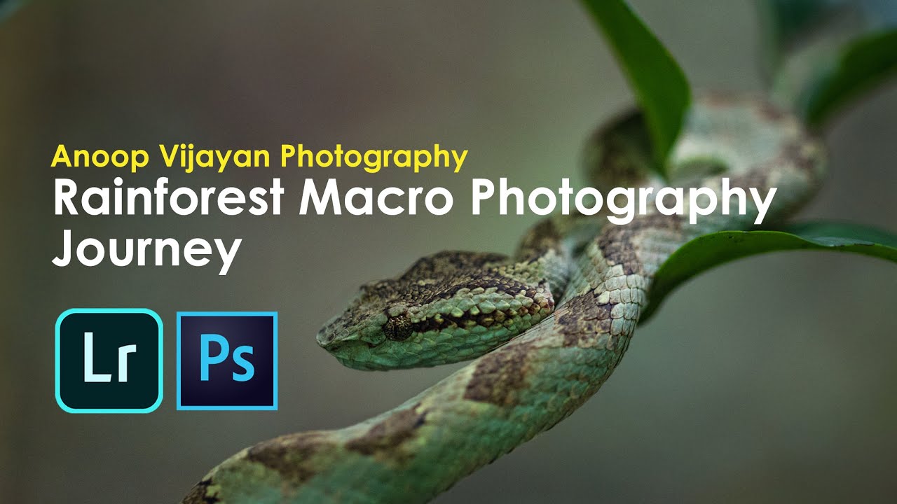 Agumbe rain forest Macro Photography Journey and Pit Viper on the Camera #canon80D #macrophotography