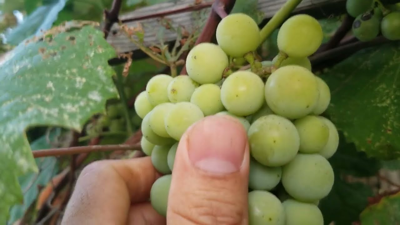 Todo sobre una PLANTA, guía o MATA de UVA 🍇