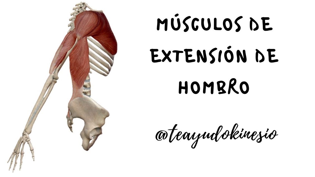 Biomecánica: Músculos extensores del hombro (miocinética)