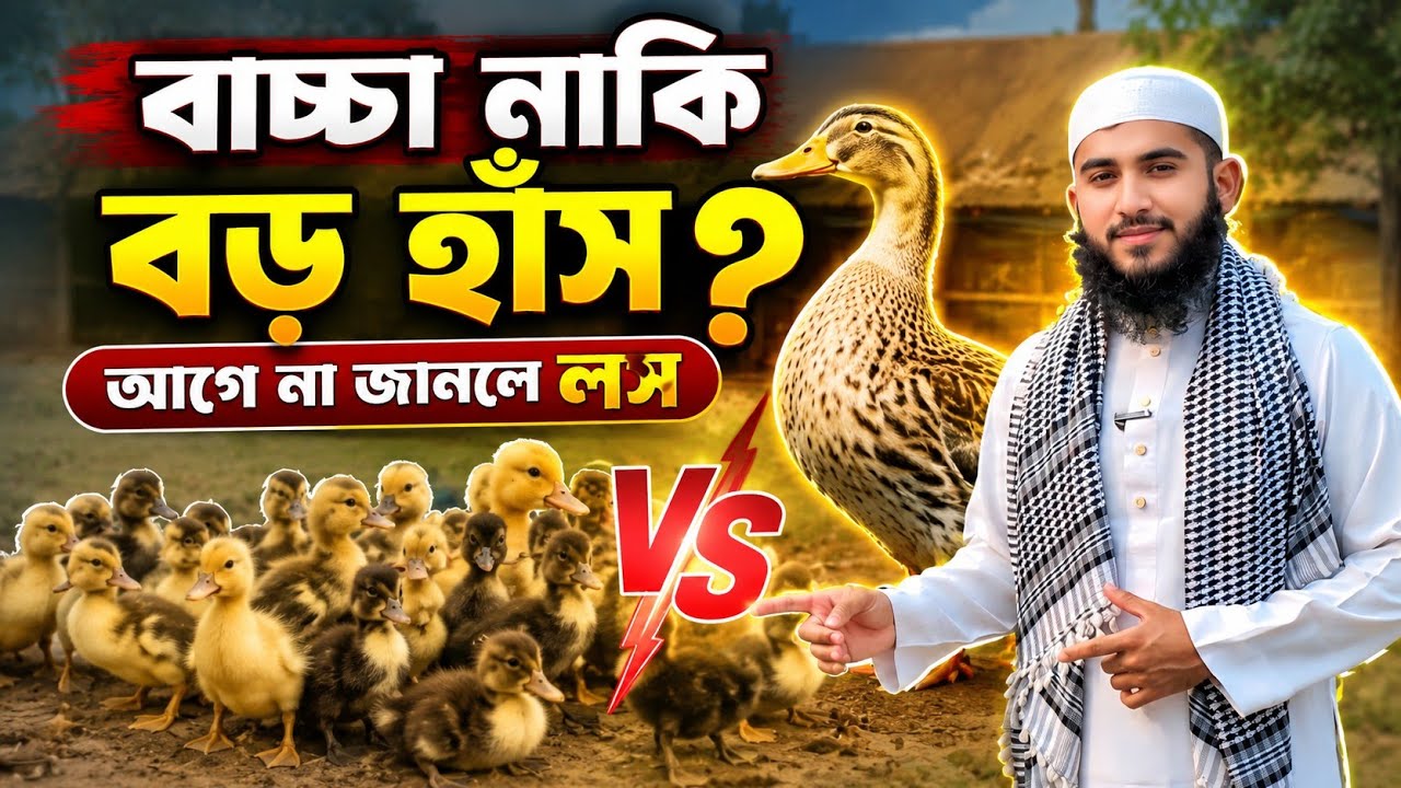 বাচ্চা নাকি বড় হাঁস? ৯০% নতুন খামারি এই ভুল করে! | Duck Farming Bangla