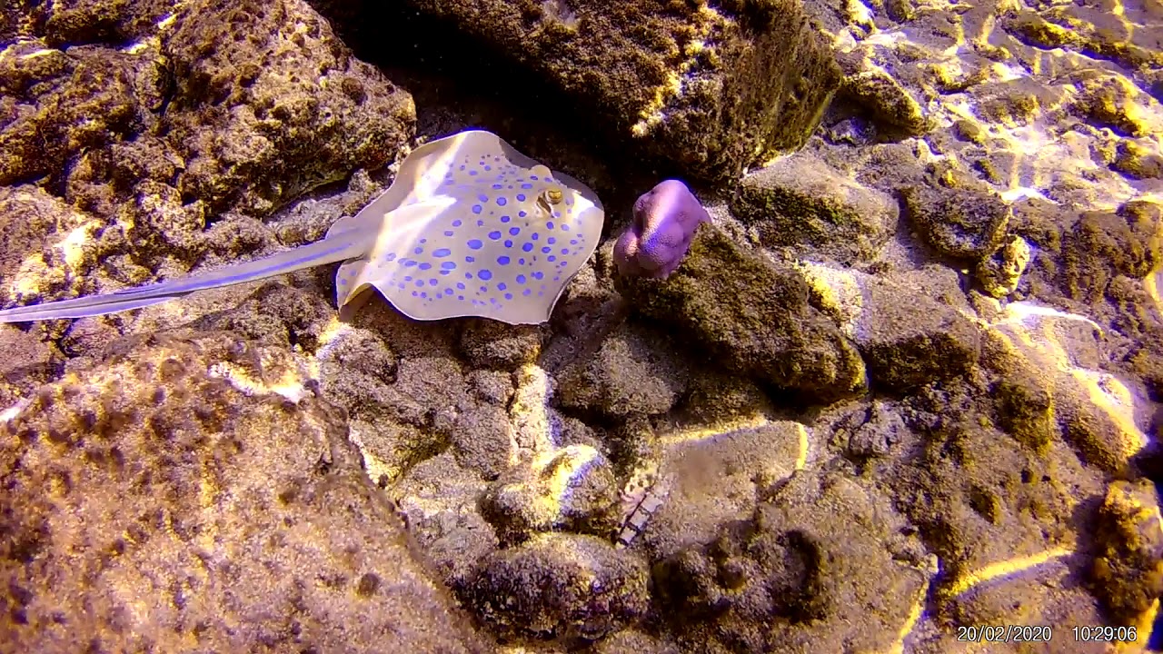 ZAHABIA: Подводный мир местного рифа