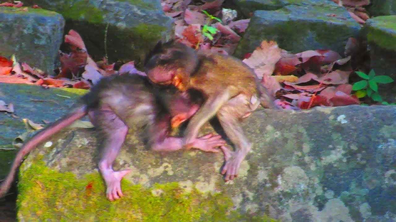 “OMG! Watch This Adorable Baby Monkey Master a Mind-Blowing Fighting Technique!”
