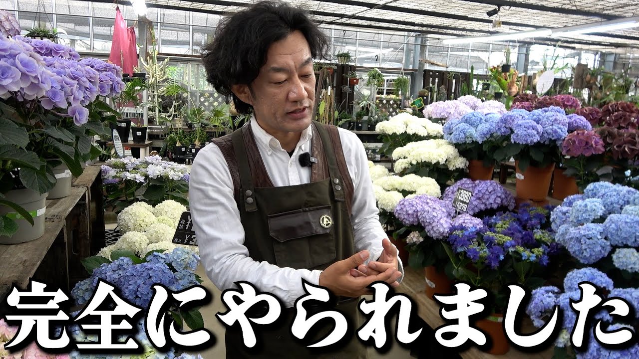 【反則級の可愛さ】アジサイの魅力を語り尽くす【カーメン君】【園芸】【ガーデニング】
