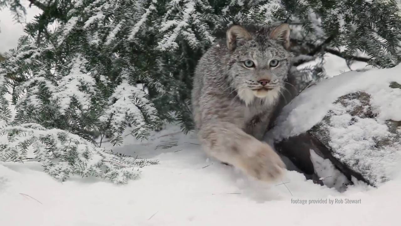Canada Lynx