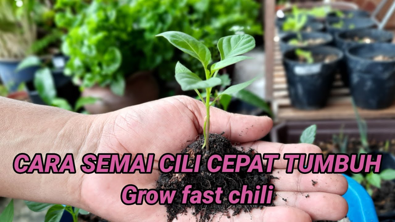 CARA MENYEMAI CILI AGAR CEPAT TUMBUH || HOW TO SOW CHILI TO GROW FAST
