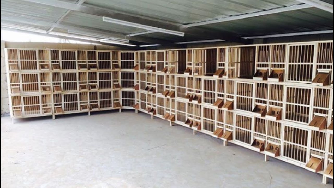New pigeons wood breeding cages design / pigeon coops ( birds videos) - YouTube