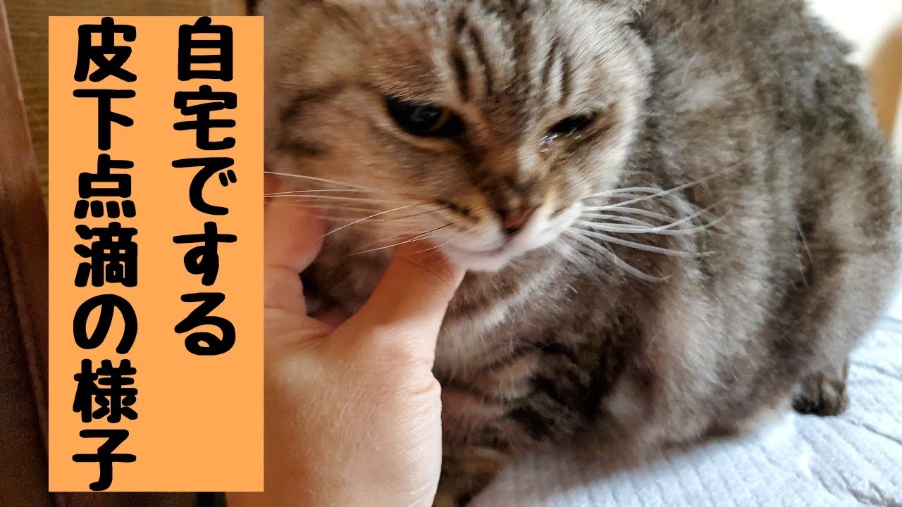 【家猫/腎不全治療、自宅で行う皮下点滴の様子】家猫ぶーちゃん、約10年近く通院と皮下点滴・食事療法の日々