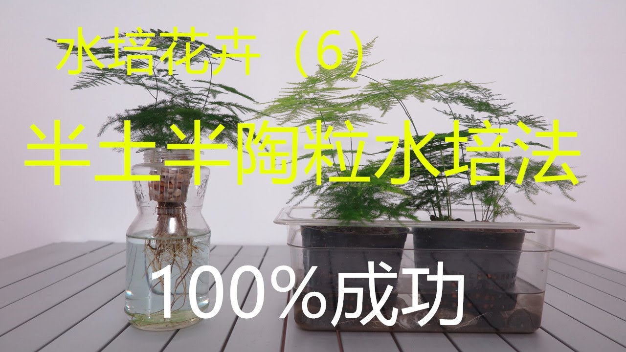 【水培花卉6】半土半陶粒法水培文竹，100%成功