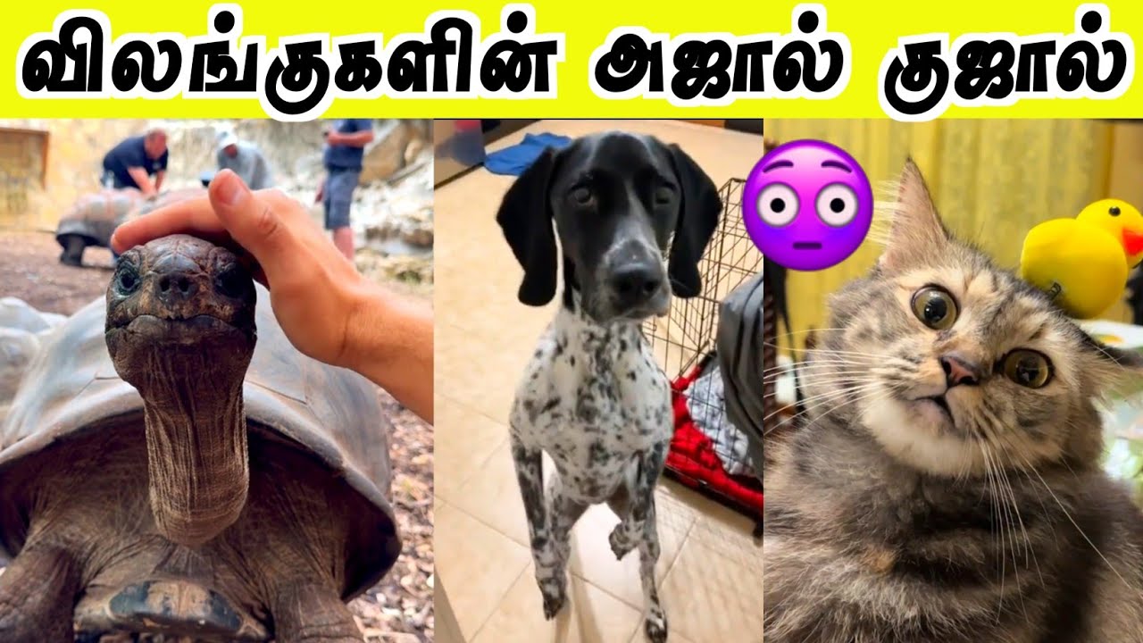150 வயது ஆமை செய்த காரியம்🤣 | திரும்ப வந்துட்டேன்னு சொல்லு 🔥 | Hoomans