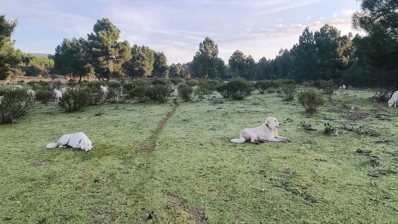 Los mastines venteando el peligro, mirar mirar 