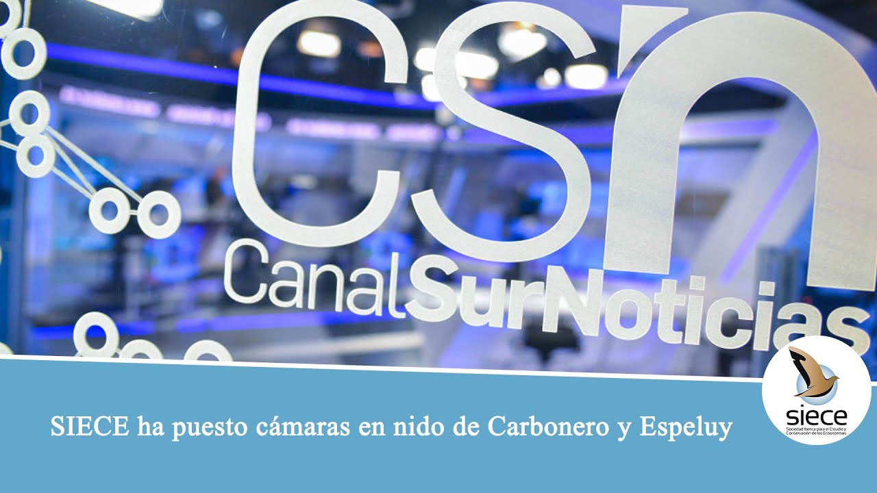 SIECE ha puesto cámaras en nido de Carbonero y Espeluy | CANAL SUR NOTICIAS