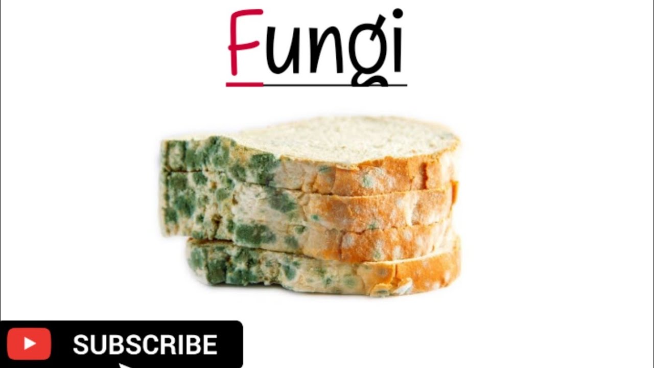 Fungi | Microorganisms | Grade 11 |Biology