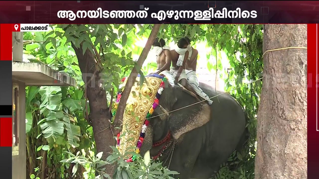 ശ്രീകൃഷ്ണജയന്തി ദിനത്തിൽ എഴുന്നള്ളത്തിനിടെ ആനയിടഞ്ഞു; ഇടഞ്ഞത് ചെർപ്പുളശ്ശേരി മണികണ്ഠൻ | Palakkad