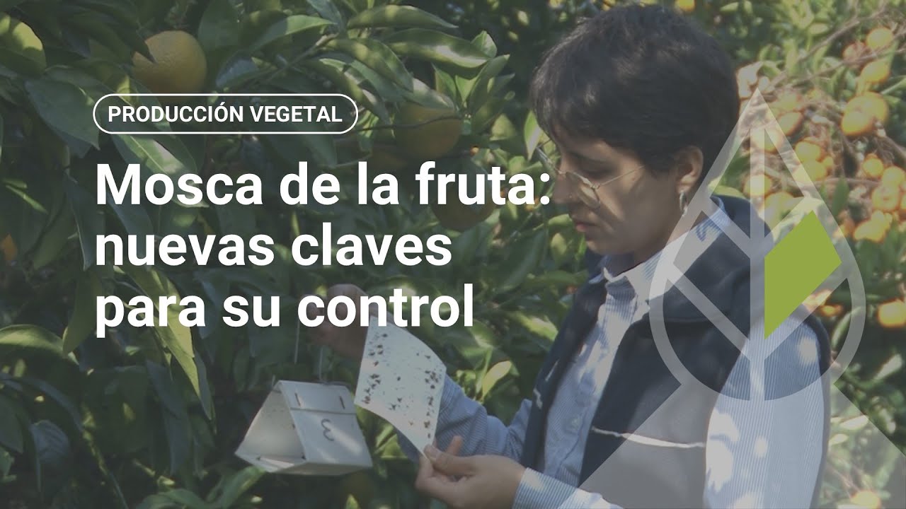 Mosca de la fruta: nuevas claves para su control