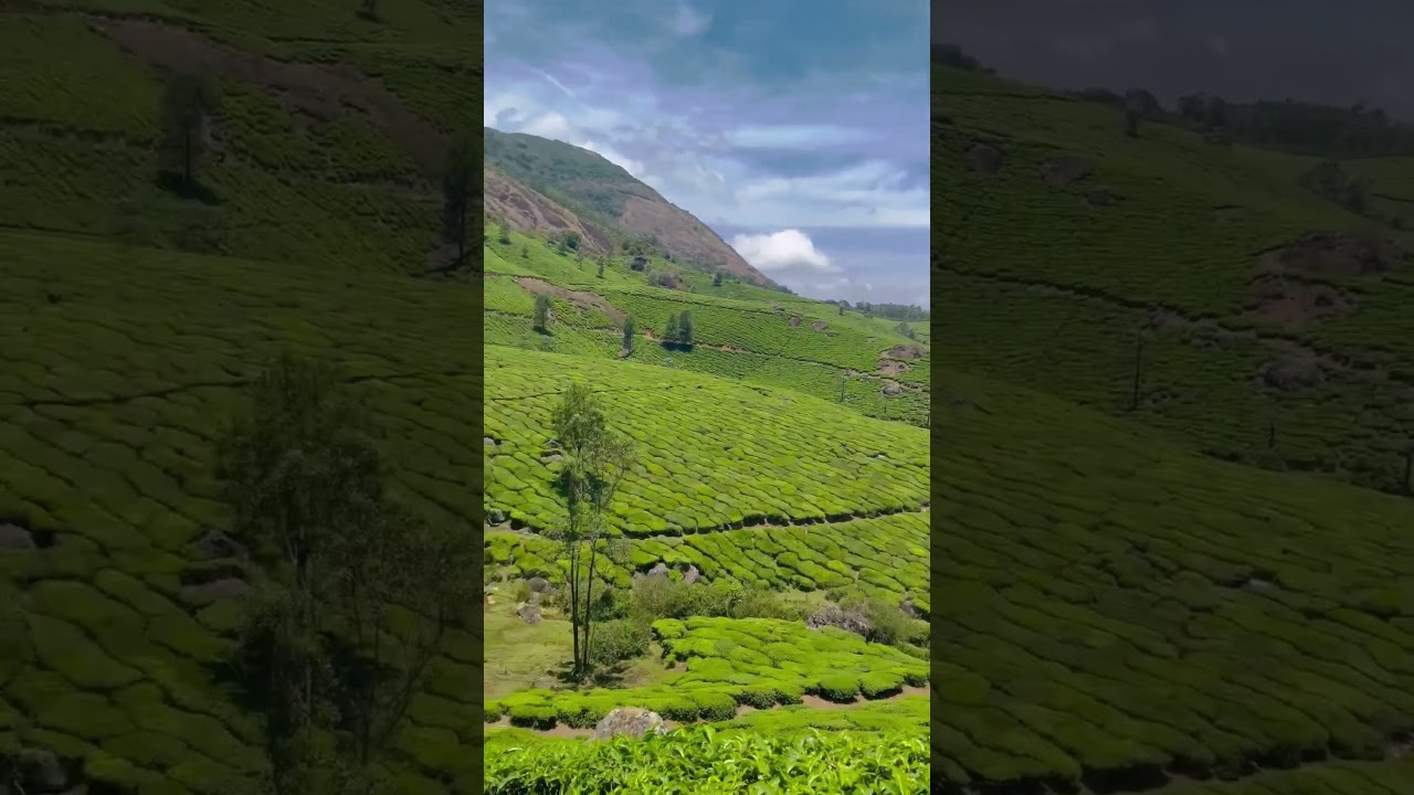 Munnar | Idukki | Kerala #munnar #idukki #teaplantations #malayalam #song