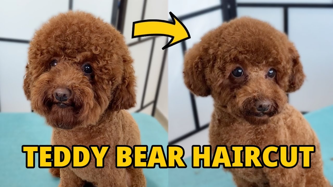 Teddy Bear Haircut | Toy Poodle