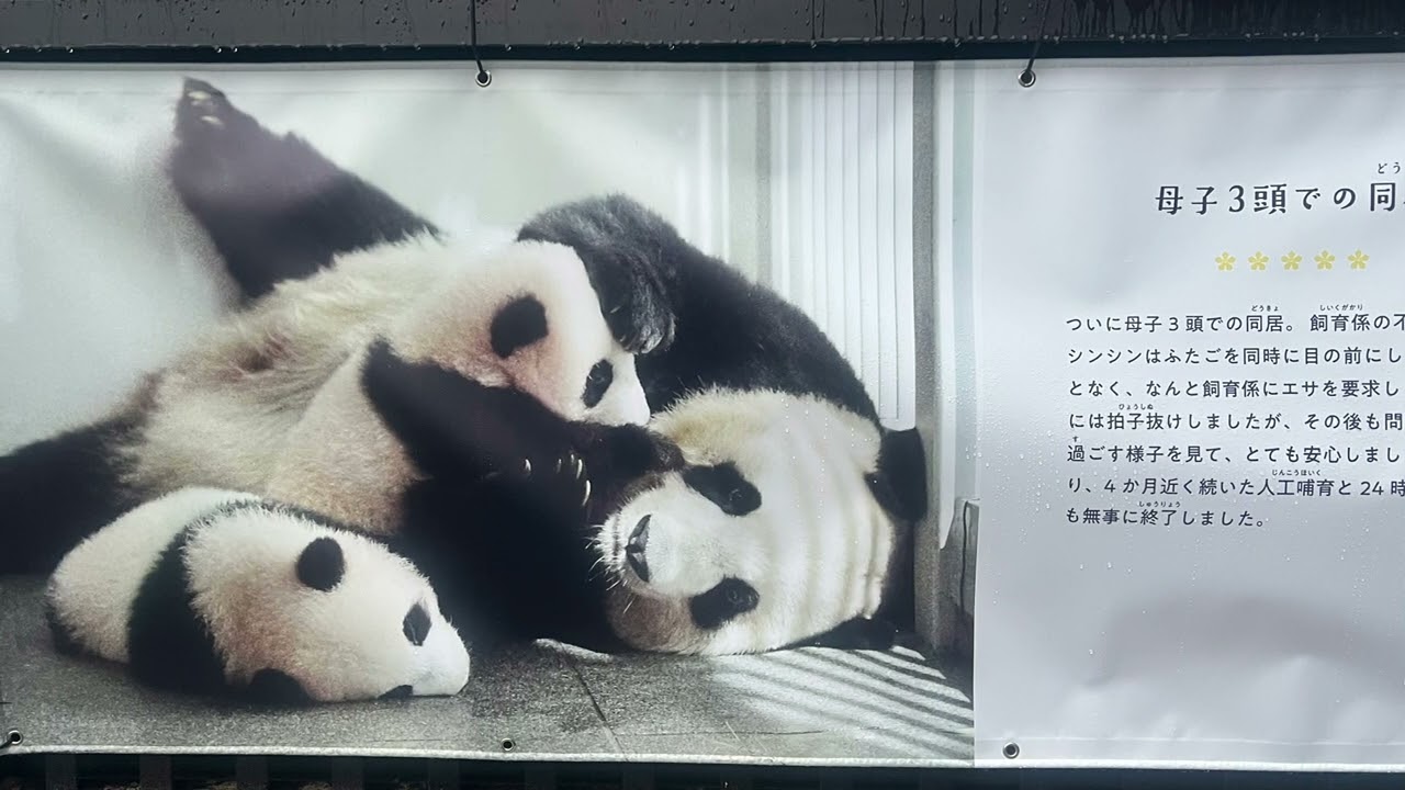 【上野動物園　シャオレイパネル展】シャオレイのこれまでの成長を振り返るパネル展の様子です。シャオシャオ、レイレイありがとう！