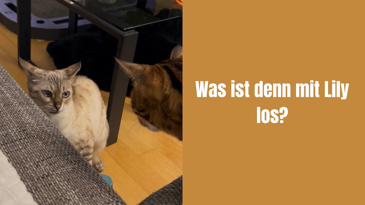 Was ist denn mit Lily los? 
