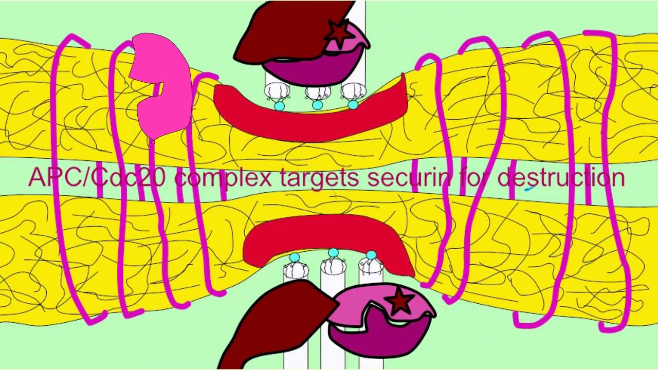ANAPHASE PROMOTING COMPLEX, SEPARASE, COHESINS