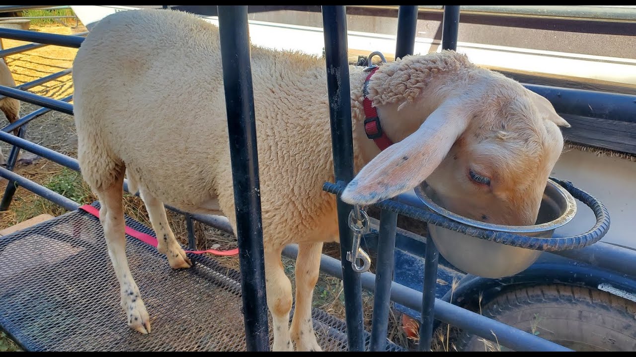 Training Milk Sheep Part 1