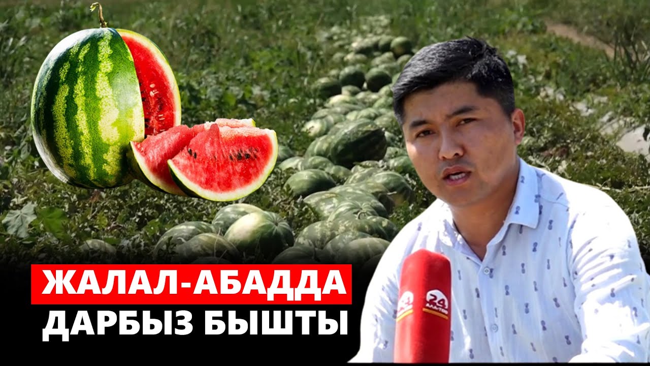 Жалал-Абадда дарбыз бышты