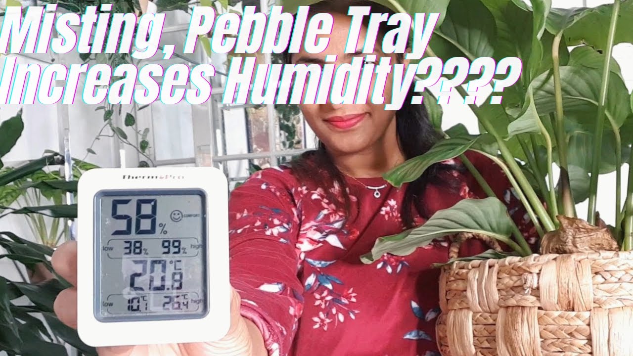 Can you raise HUMIDITY  for Calathea without a Humidifier| Is Misting GOOD?
