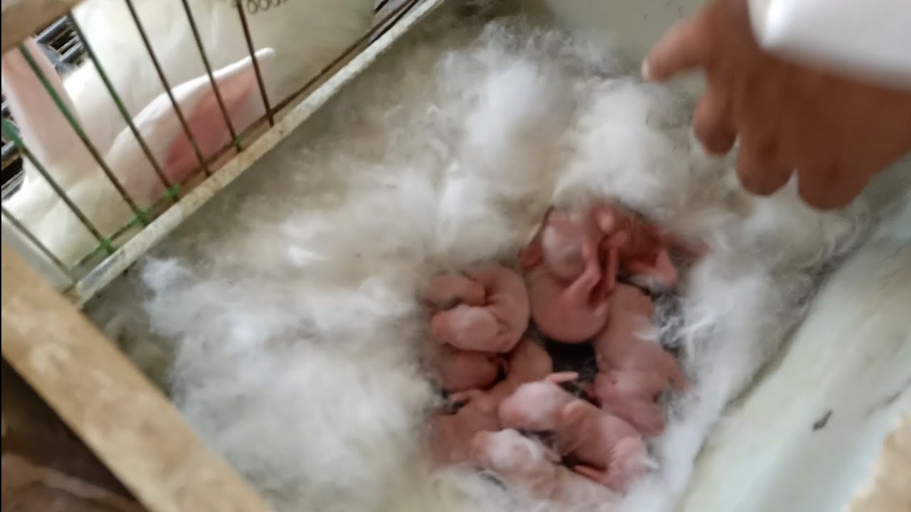ارانب الخير فلوس كثير يعني رضاعه حبيسه،،،١٧٩