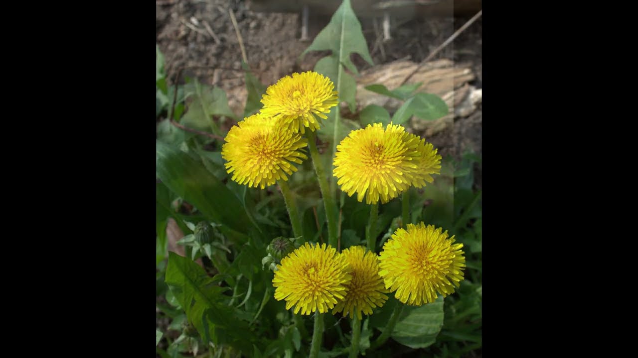 about dandelions