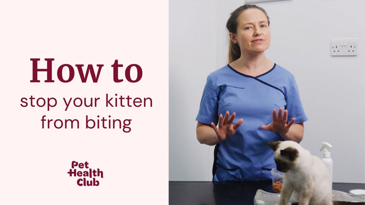 How to STOP your kitten biting | Your ultimate vet guide