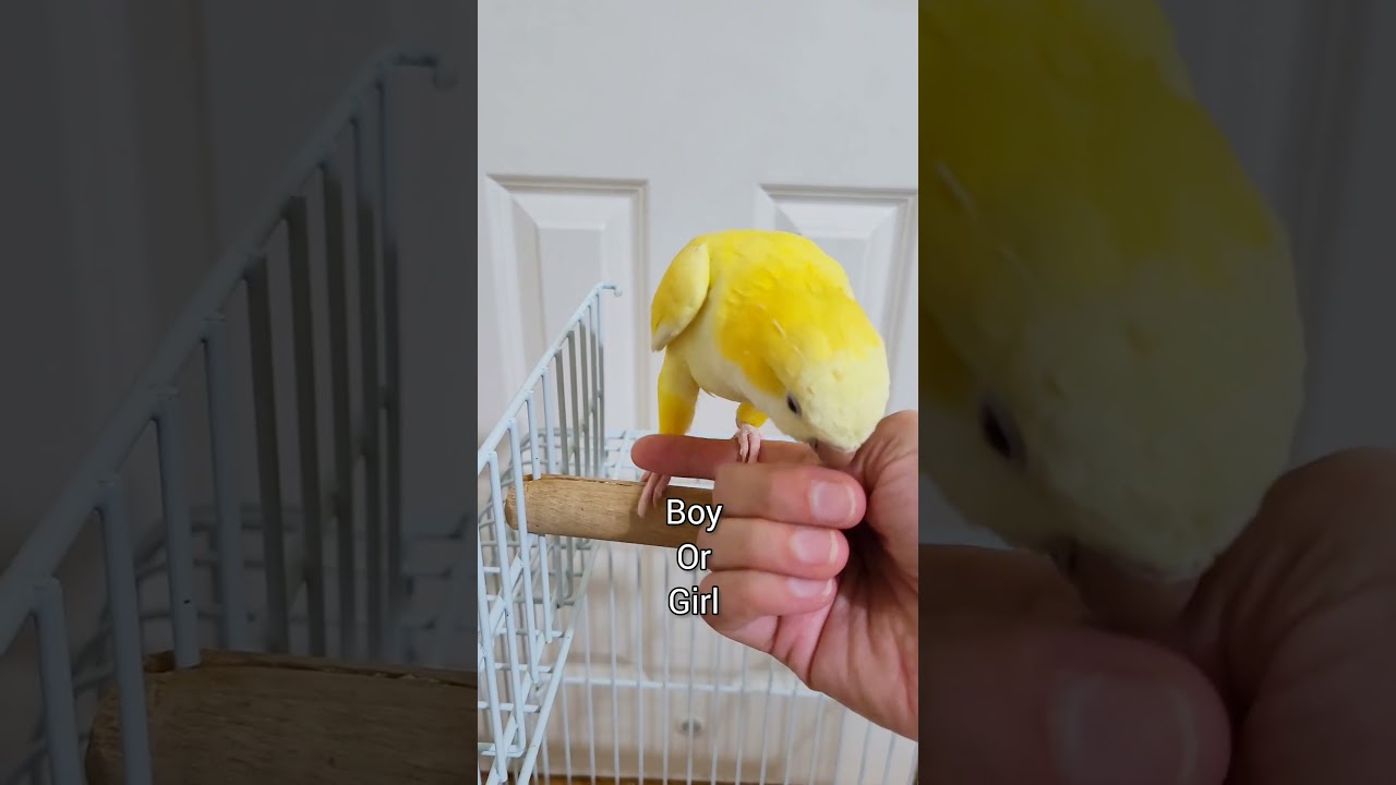 Мой новый попугай-квакер #quakerparrot #shorts